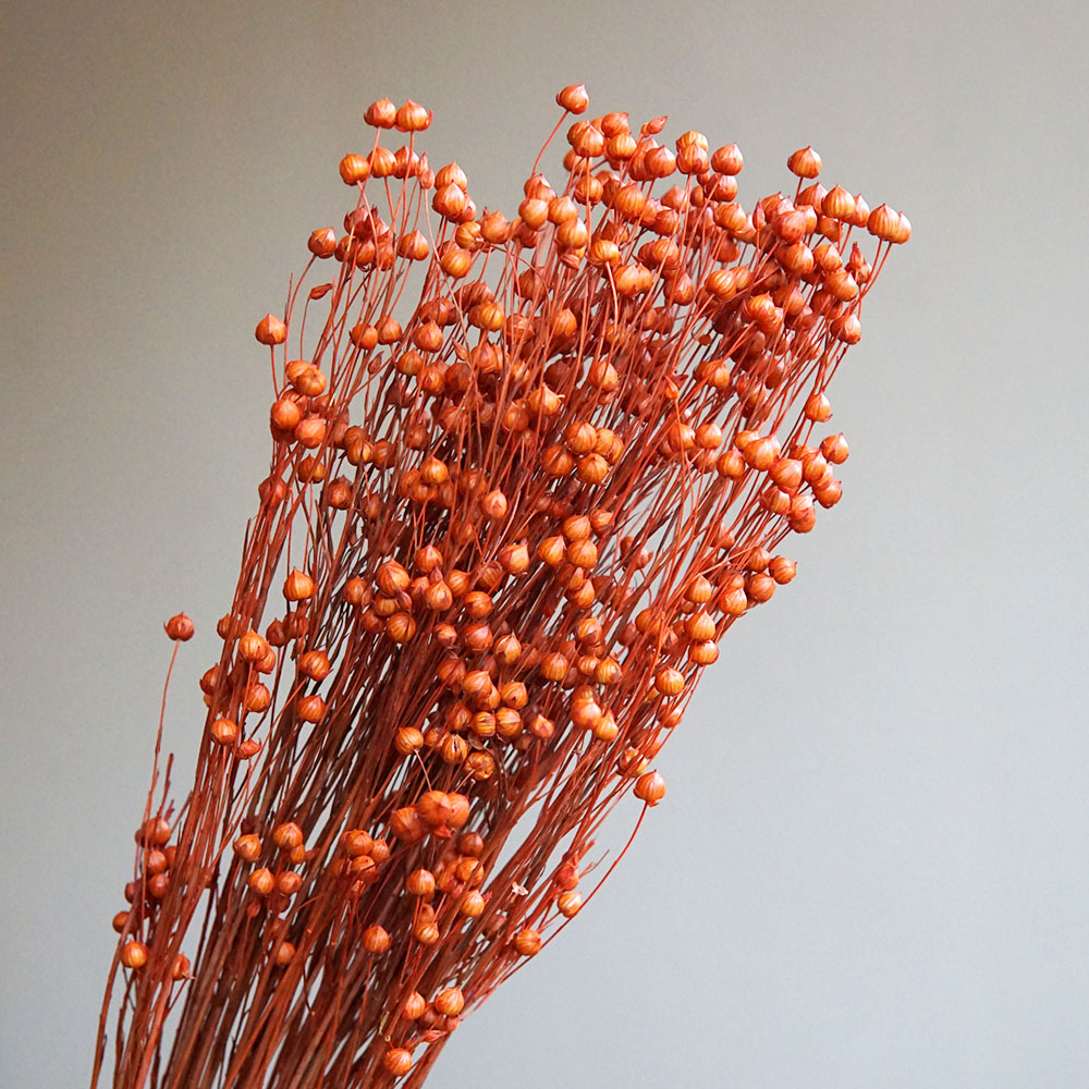 35g/Geconserveerde Ormosia Hos - Dried Flower Bulk recensie en prijs