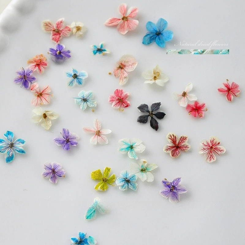 1 STKS Zomer Gradiënt Bloemen  - Dried Flower Bulk recensie en prijs