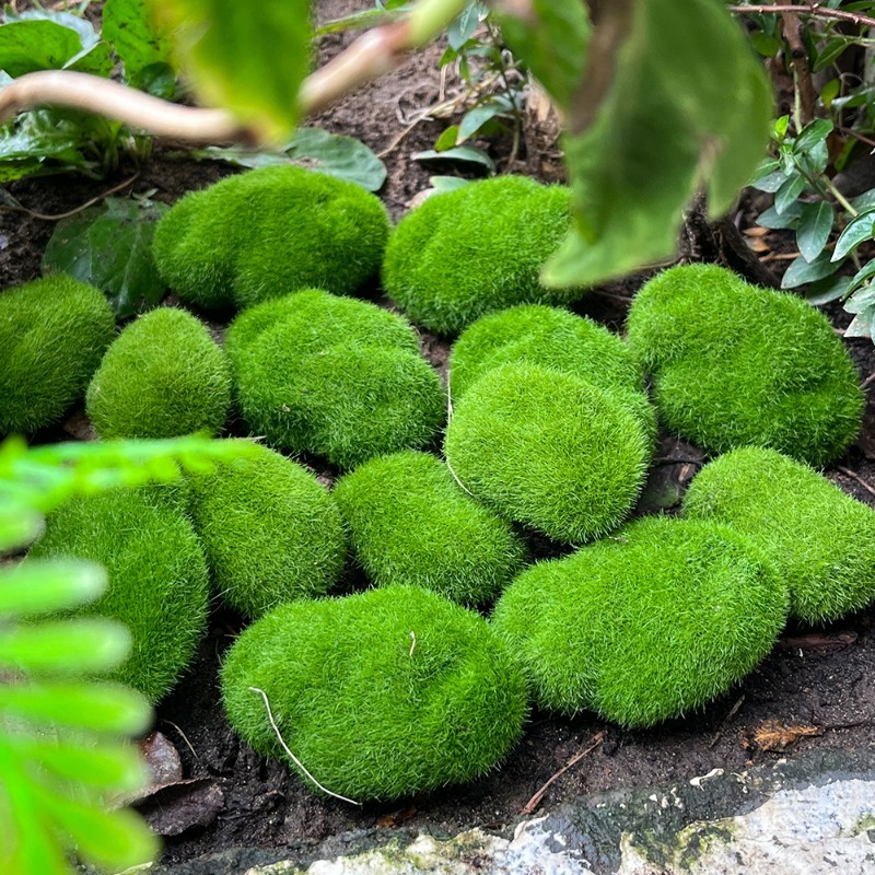 5/30 stuks simulatie mossteen  - Terrarium Moss Art recensie en prijs