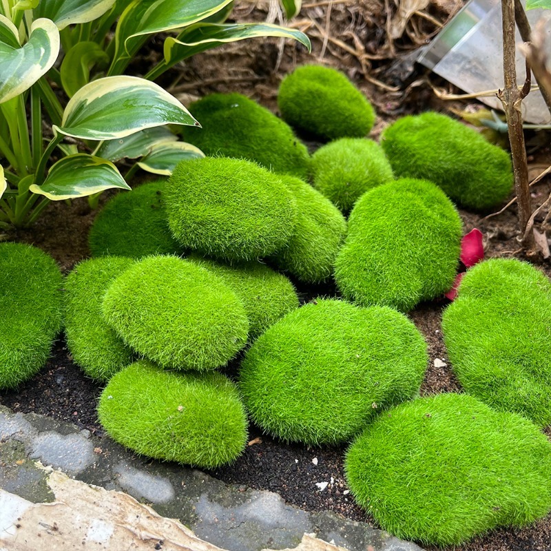 5/30 stuks simulatie mossteen  - Terrarium Moss Art recensie en prijs