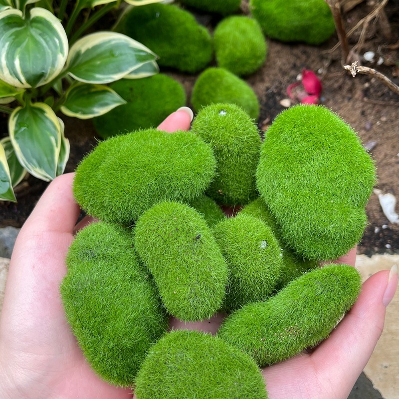 5/30 stuks simulatie mossteen  - Terrarium Moss Art recensie en prijs