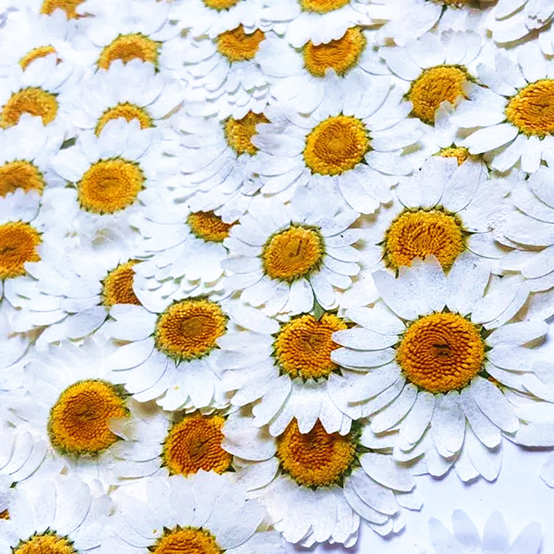 100 stuks natuurlijke witte kr - Resin Craft Ideas recensie en prijs