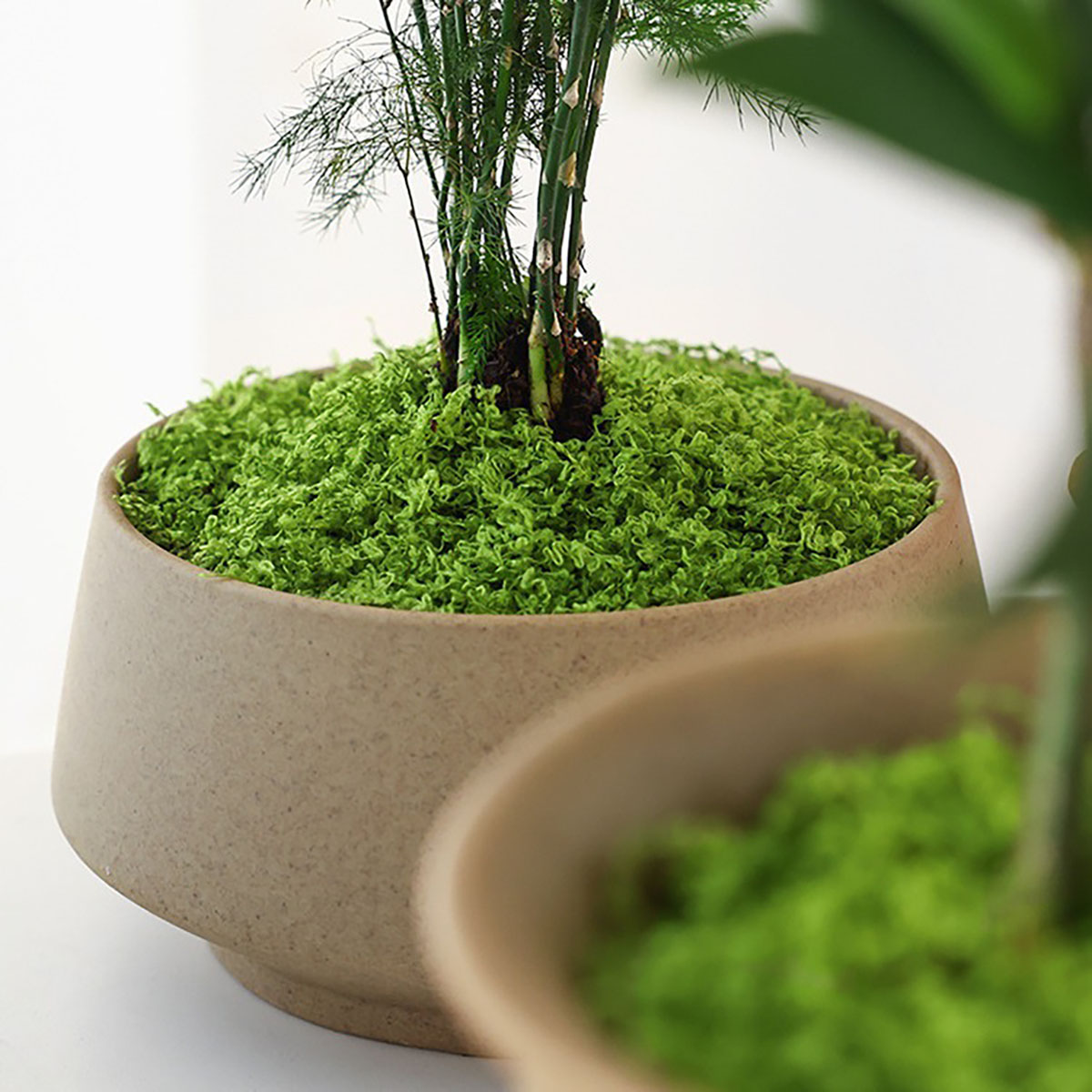 Ongeveer 20g Kunstmatige Groen - Terrarium Moss Art recensie en prijs