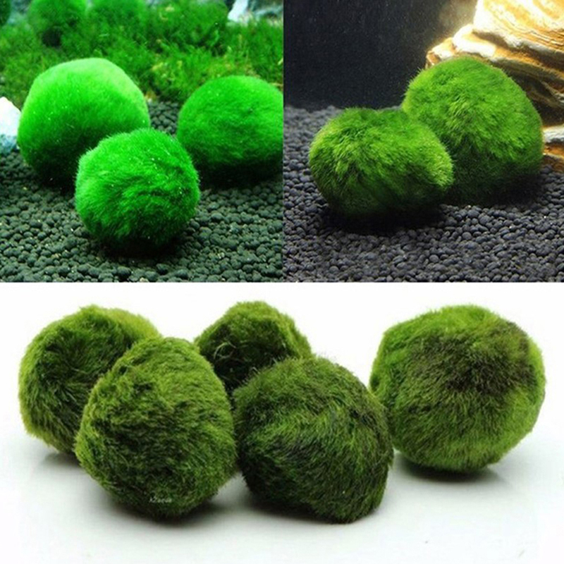 Marimo Mos Ballen Live Aquariu - Terrarium Moss Art recensie en prijs