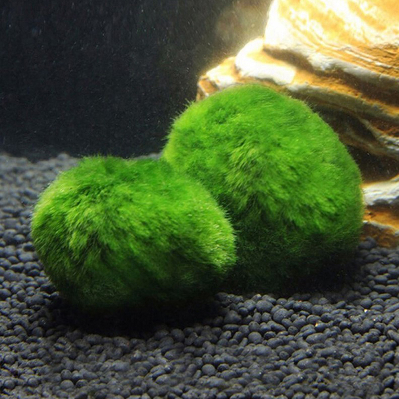 Marimo Mos Ballen Live Aquariu - Terrarium Moss Art recensie en prijs