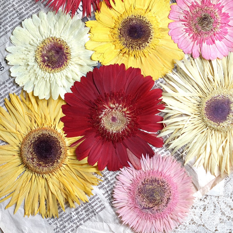 1 stks/7-9 cm, geperste Gerber - Resin Craft Ideas recensie en prijs