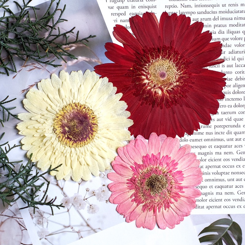 1 stks/7-9 cm, geperste Gerber - Resin Craft Ideas recensie en prijs